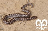 گونه کور مار معمولی Common Sand Boa 